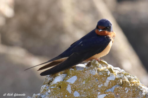 Barn Swallow