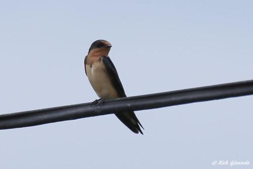 Barn Swallow