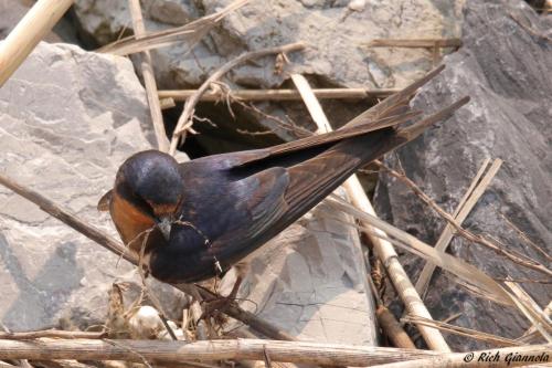 Barn Swallow