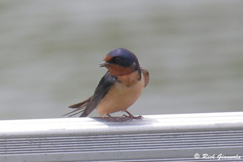 Barn Swallow