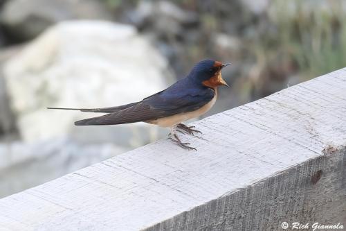 Barn Swallow