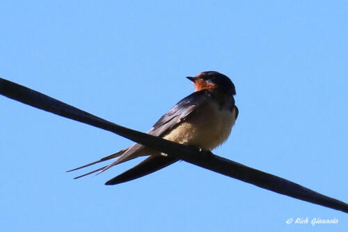 A Barn Swallow looking over its shoulder