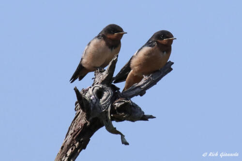 Barn Swallows at rest