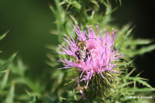 A hungry bee