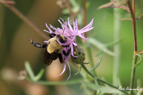 Bee on a purple flower