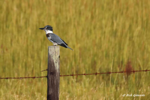 A Belted Kingfisher taking a short rest