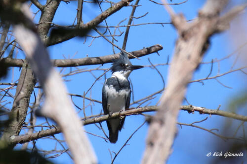 A Belted Kingfisher taking a breather