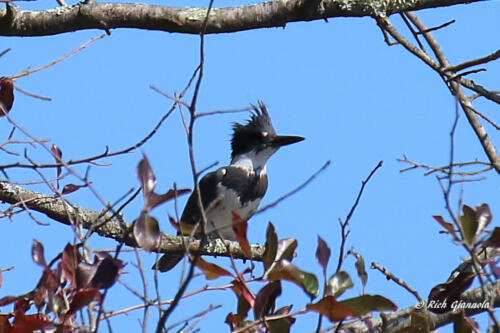 Belted Kingfisher scouting the water