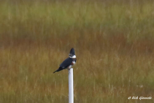 A Belted Kingfisher in the marsh