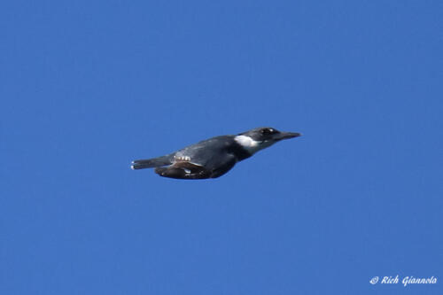 Belted Kingfisher flying by