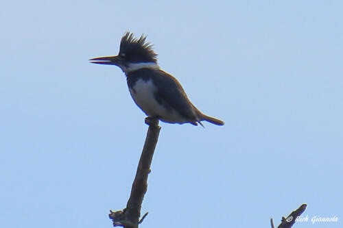 Belted Kingfisher