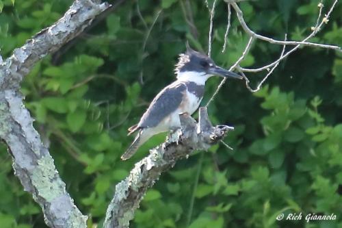 Belted Kingfisher