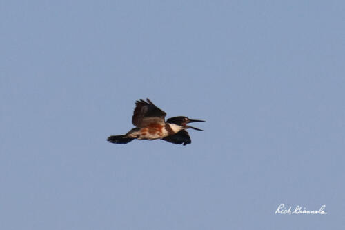 Belted kingfisher squawking as it flies by