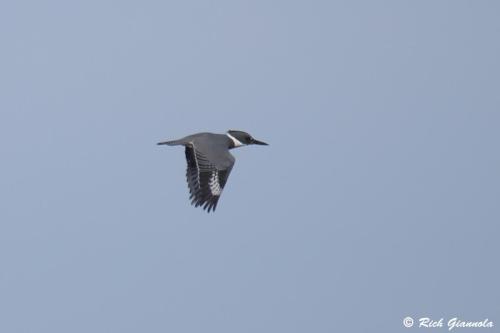 Belted Kingfisher