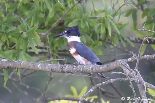 Belted Kingfisher