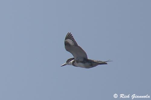 Belted Kingfisher