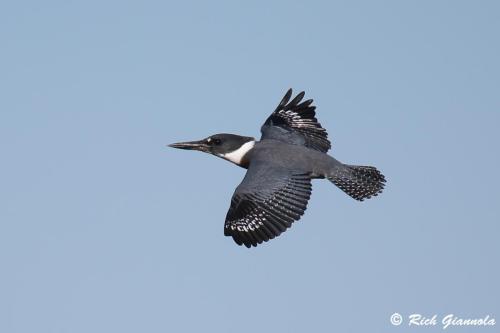 Belted Kingfisher