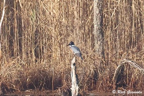 Belted Kingfisher