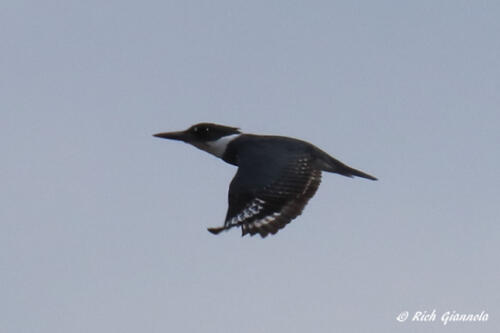 Belted Kingfisher flying by