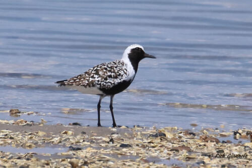 A Black Bellied Plover dressed for summer