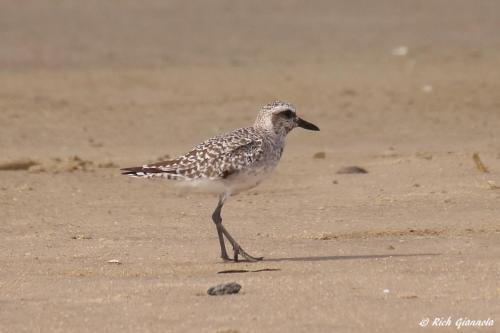 Black-Bellied Plover