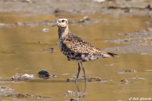 Black-Bellied Plover