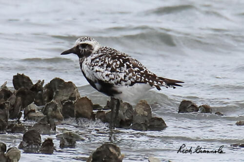 Black-Bellied Plover in between the shells