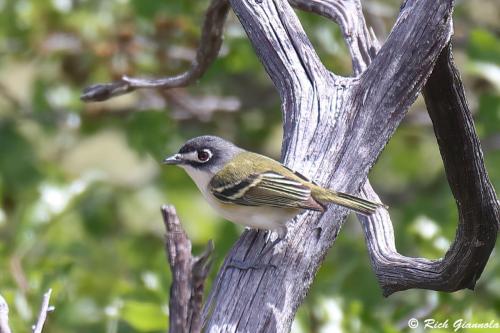 Black-Capped Vireo