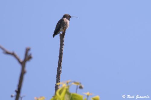 Black-Chinned Hummingbird