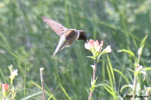 Black-Chinned Hummingbird