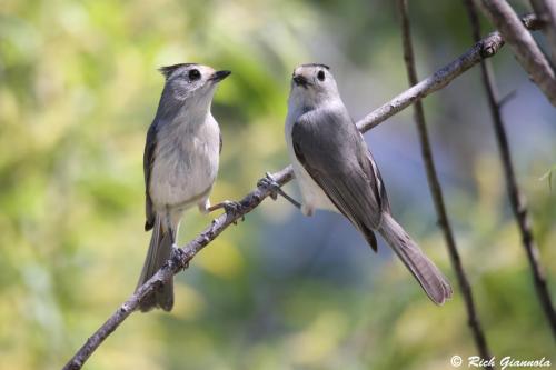 Black-Crested Titmice