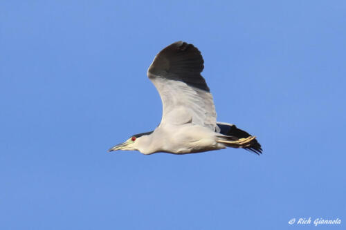 Adult Black-Crowned Night Heron