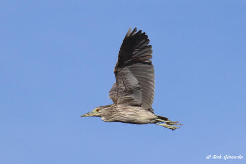 Juvenile Black-Crowned Night Heron