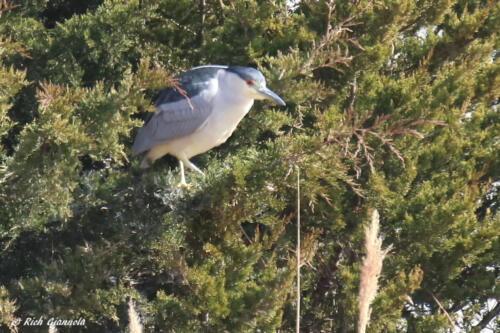 Black-Crowned Night-Heron