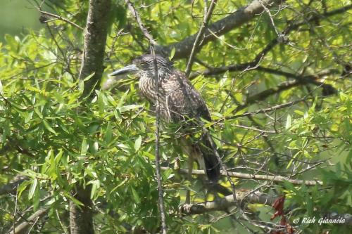 Black-Crowned Night Heron