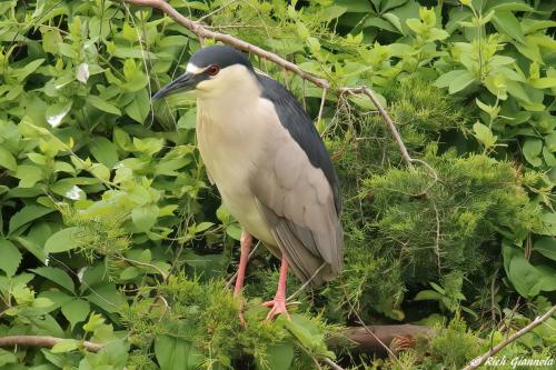 Black-Crowned Night Heron