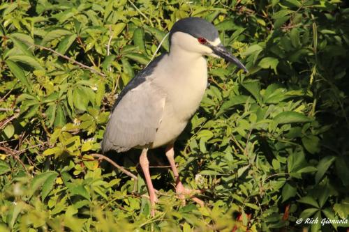 Black-Crowned Night Heron