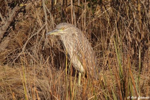 Black-Crowned Night-Heron