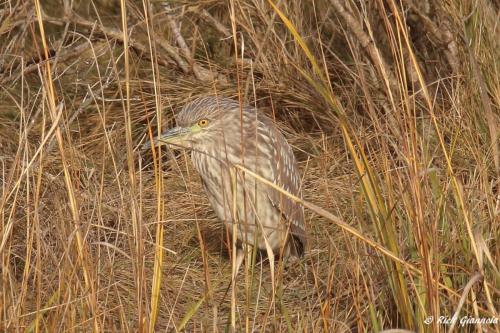 Black-Crowned Night-Heron