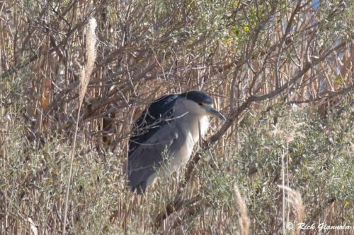 Black-Crowned Night Heron