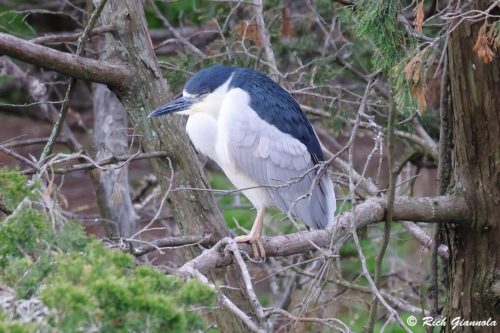Black-Crowned Night Heron