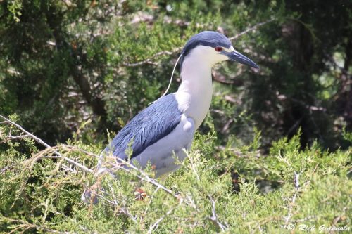 Black-Crowned Night Heron