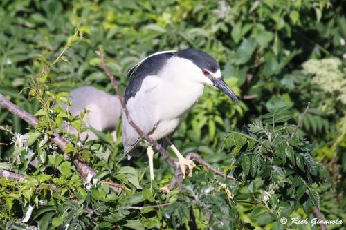 Black-Crowned Night Heron