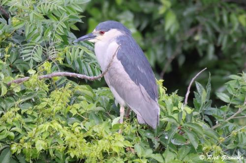 Black-Crowned Night Heron