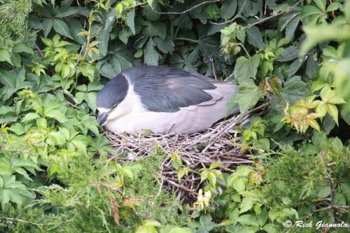 Black-Crowned Night Heron