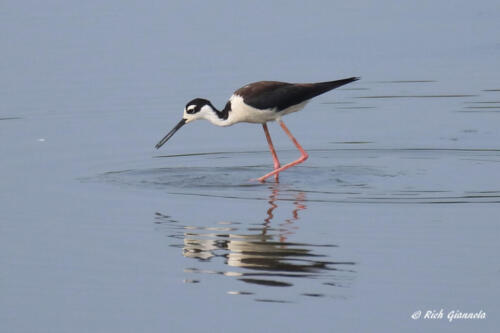 A Black-Necked Stilt grabbing a snack