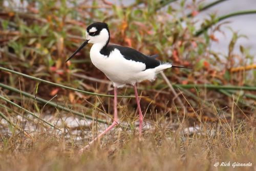 Black-Necked Stilt