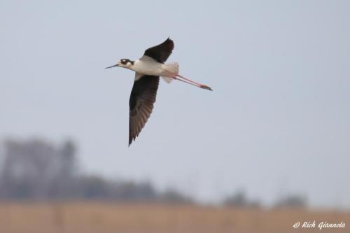 Black-Necked Stilt