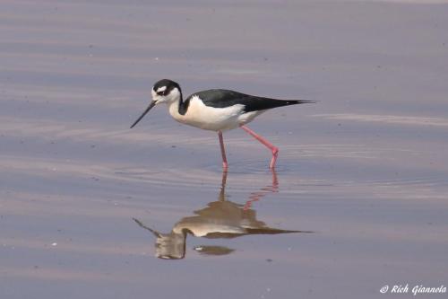 Black-Necked Stilt