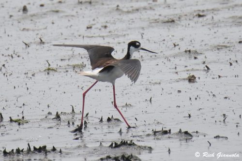 Black-Necked Stilt